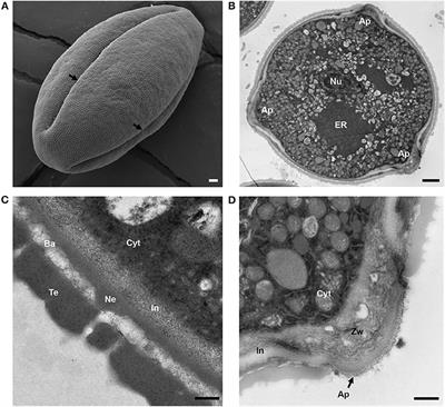 Sequential Deposition and Remodeling of Cell Wall Polymers During Tomato Pollen Development